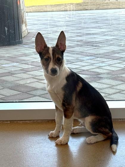 Enlarge Divot, a Adoptable mixed breed in North Richland Hills, TX image 1/1