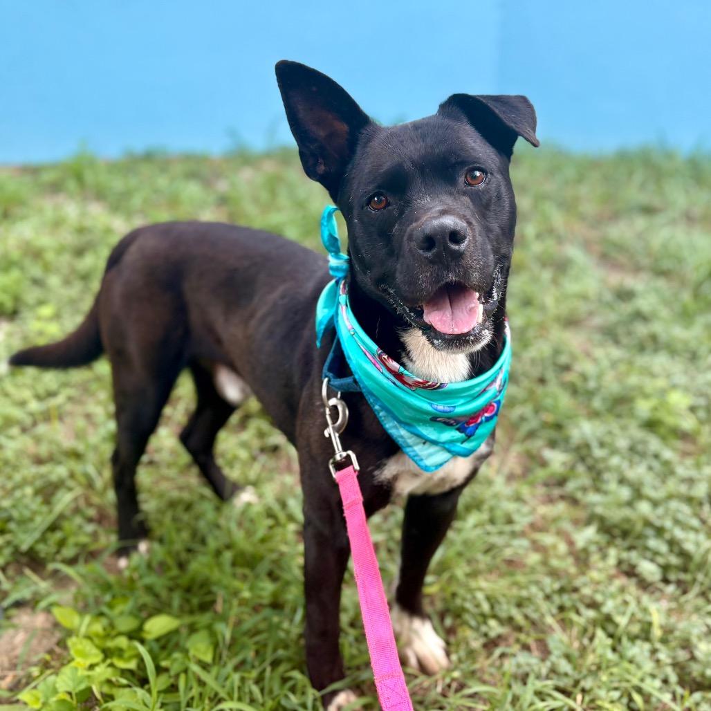 Alok — thumbnail 2