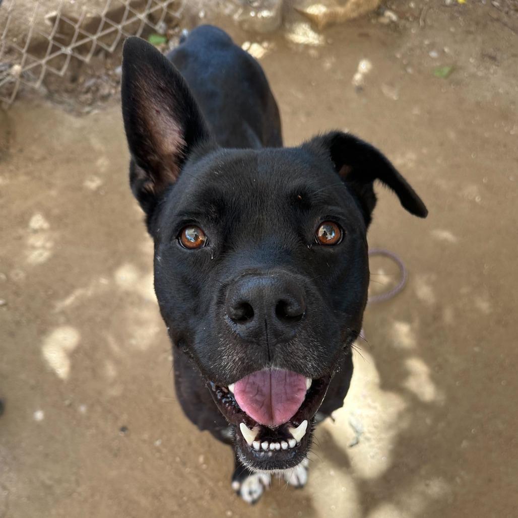 Alok — thumbnail 3