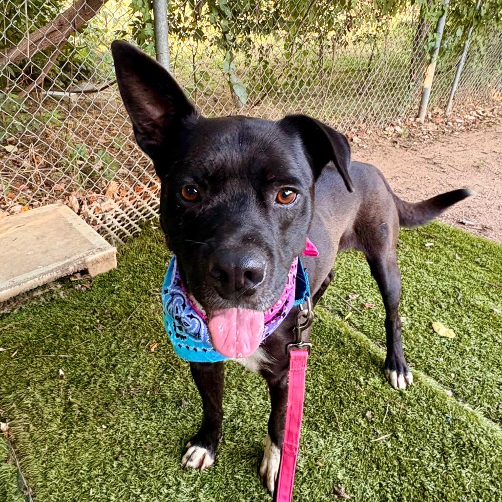 Alok — thumbnail 5