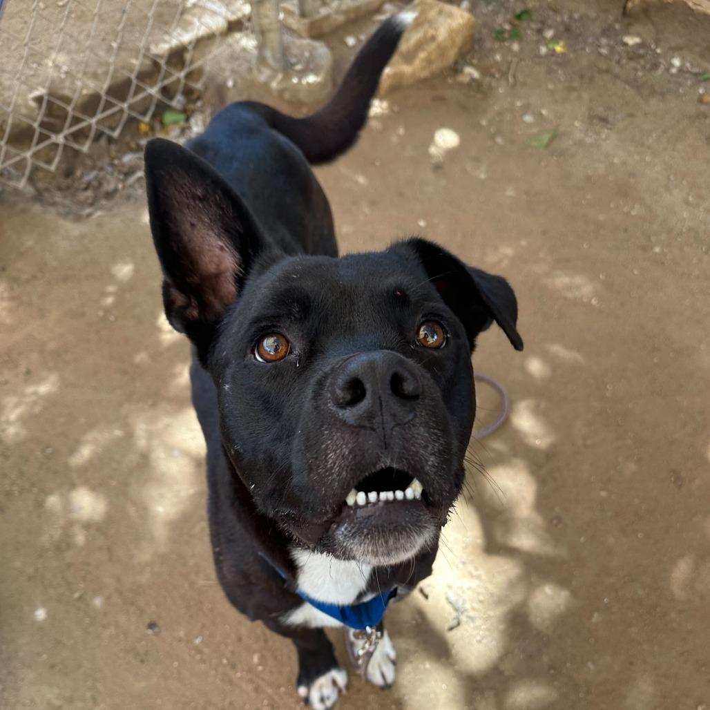 Alok — thumbnail 6