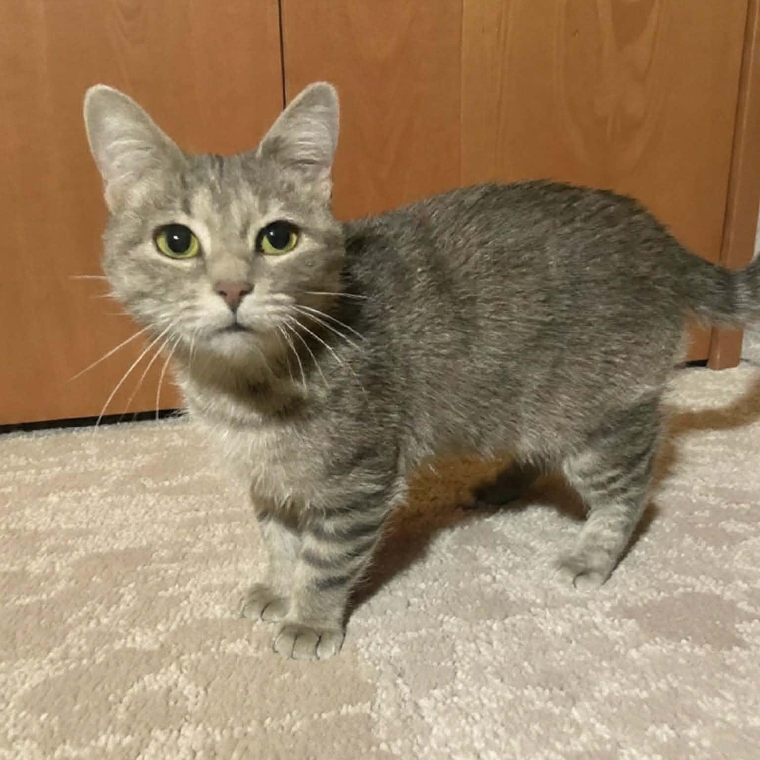 Enlarge Amaranth, an adoptable Domestic Short Hair in Lake Orion, MI image 2/5