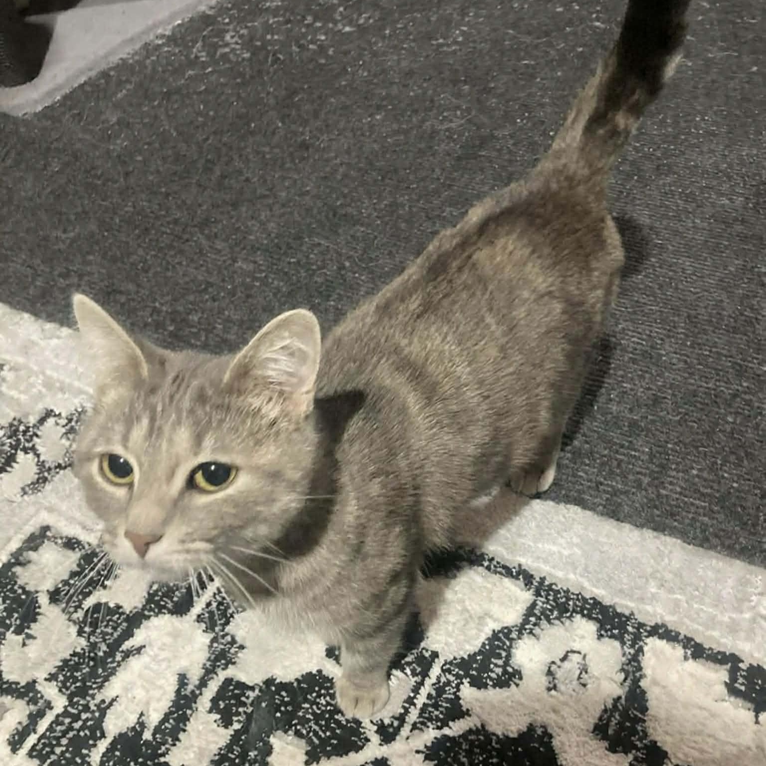 Enlarge Amaranth, an adoptable Domestic Short Hair in Lake Orion, MI image 5/5