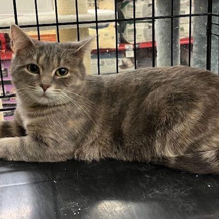 Enlarge Amaranth, an adoptable Domestic Short Hair in Lake Orion, MI image 1/5