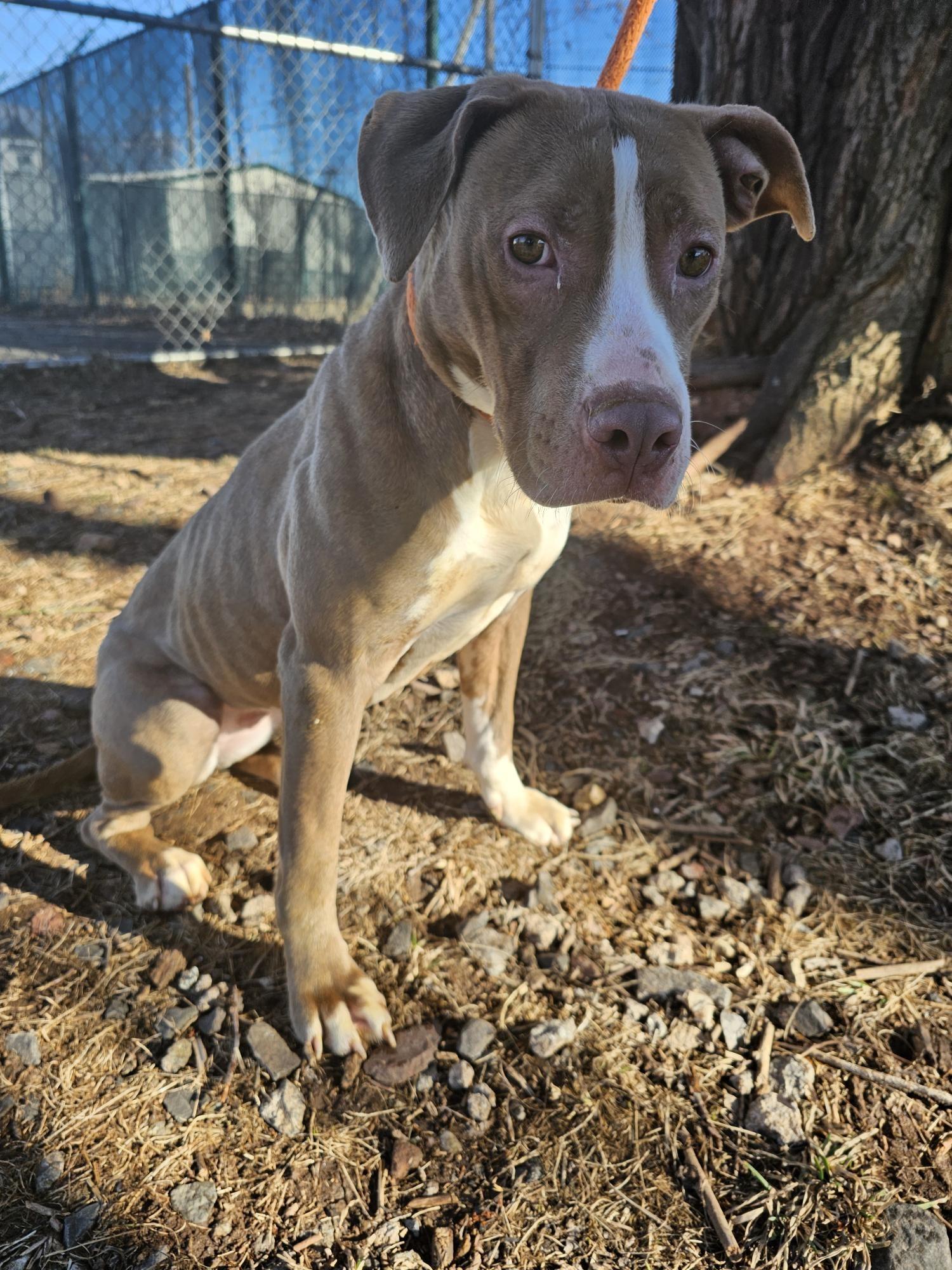 Enlarge Tinsel, a Adoptable American Staffordshire Terrier in Jersey city, NJ image 1/1