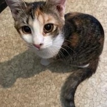 Enlarge Janie, a Adopted Calico in Mobile, AL image 1/2