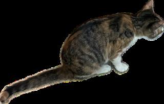 Enlarge Janie, a Adopted Calico in Mobile, AL image 2/2