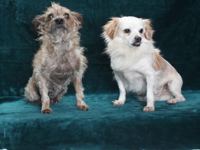 FANGS, Adoptable, Adult Male Chihuahua.