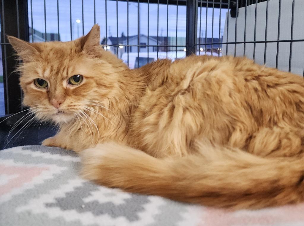 Enlarge Suzy Kitty, a Adoptable mixed breed in Washington Court House, OH image 1/1