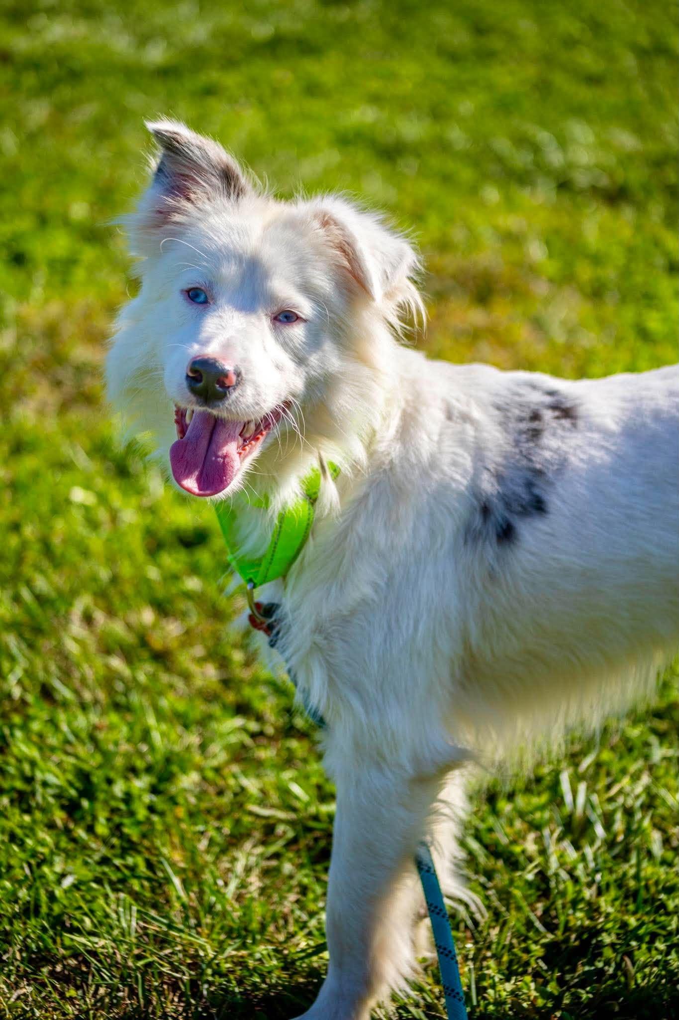 Enlarge Fonzy, a Adoptable Australian Shepherd in Valparaiso, IN image 1/2