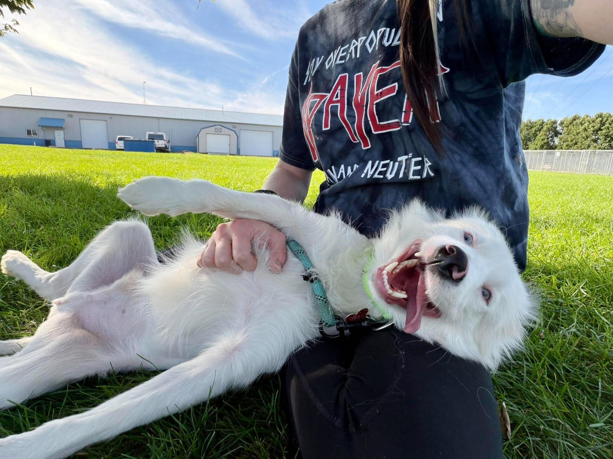 Enlarge Fonzy, a Adoptable Australian Shepherd in Valparaiso, IN image 2/2