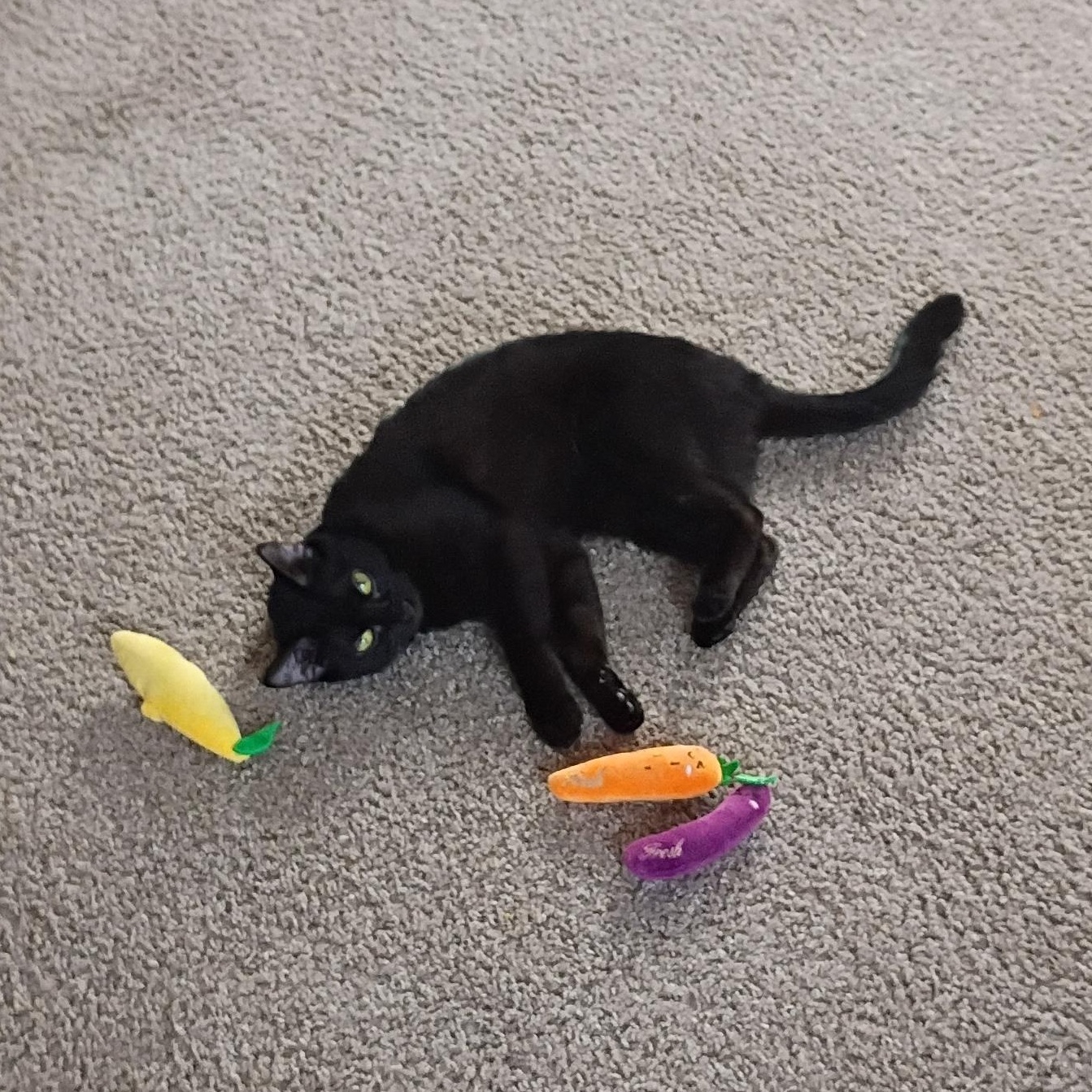 Midnight (Courtesy Post), ADOPTABLE, Adult Female Domestic Short Hair.