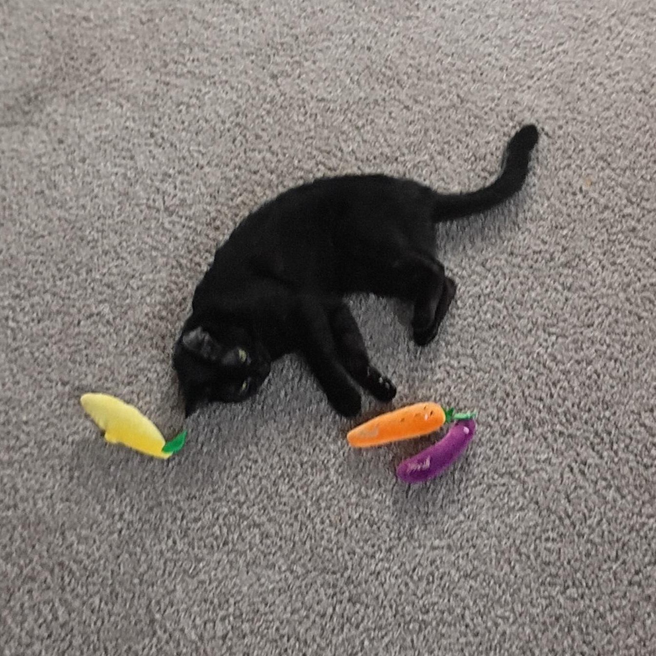 Midnight (Courtesy Post), a ADOPTABLE Domestic Short Hair in Oswego, NY image 2/2