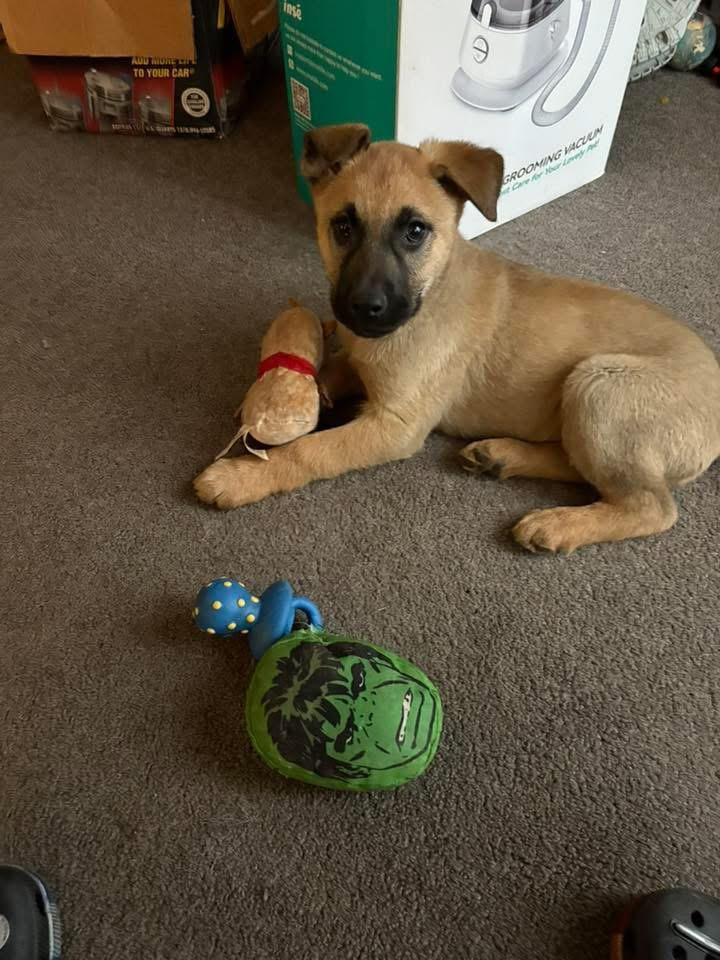 Enlarge Roxie, a ADOPTABLE mixed breed in Kannapolis, NC image 3/4