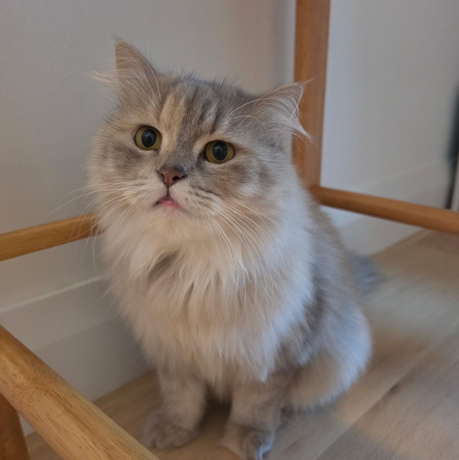 Melanie - Kathy Budd, Adopted, Young Female Siberian & Himalayan.