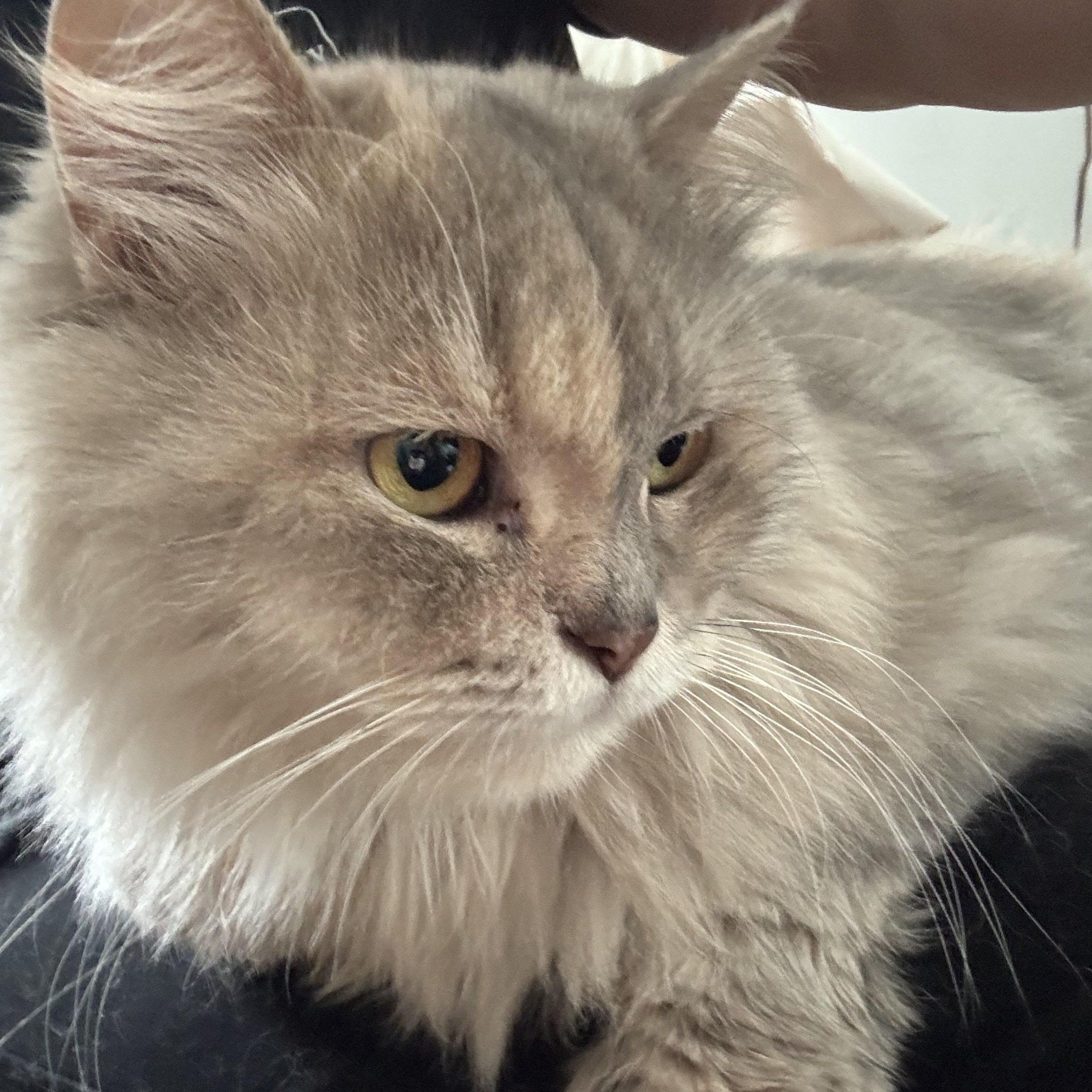Enlarge Melanie - Kathy Budd, a Adopted mixed breed in Brampton, ON image 2/6