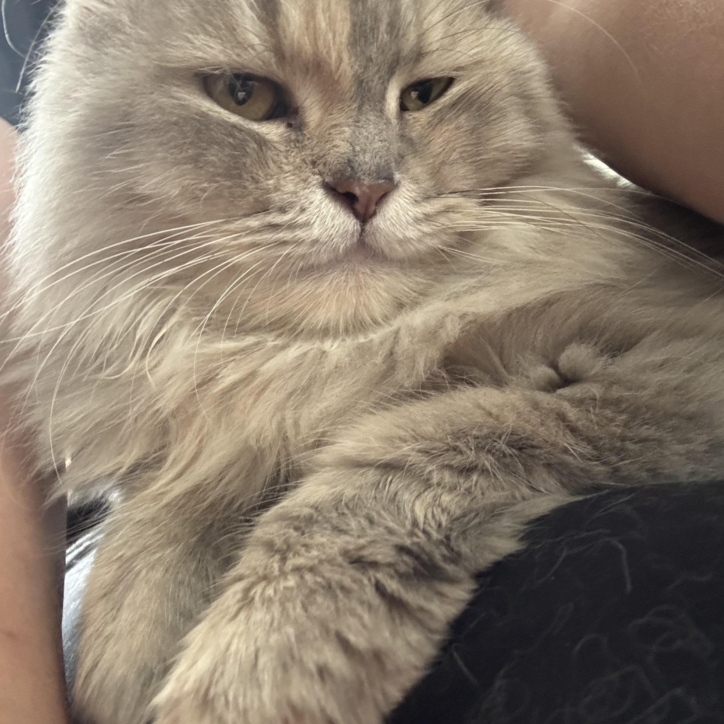 Enlarge Melanie - Kathy Budd, a Adopted mixed breed in Brampton, ON image 6/6
