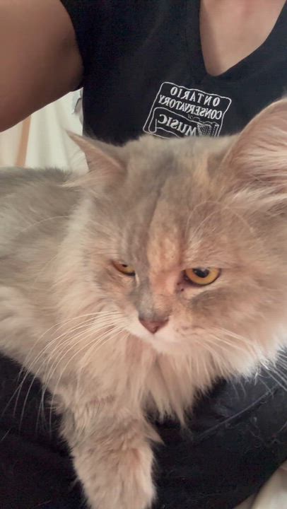 Enlarge Melanie - Kathy Budd, a Adopted mixed breed in Brampton, ON video 4/6