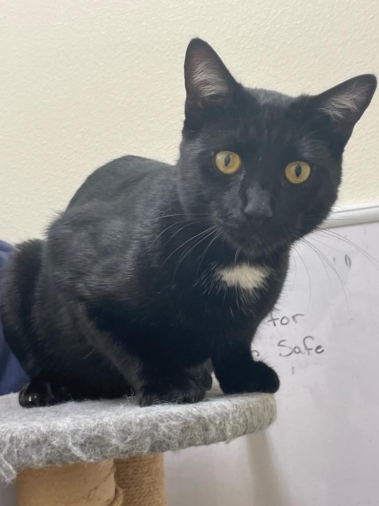 Flash, Adoptable, Kitten Male Domestic Short Hair.