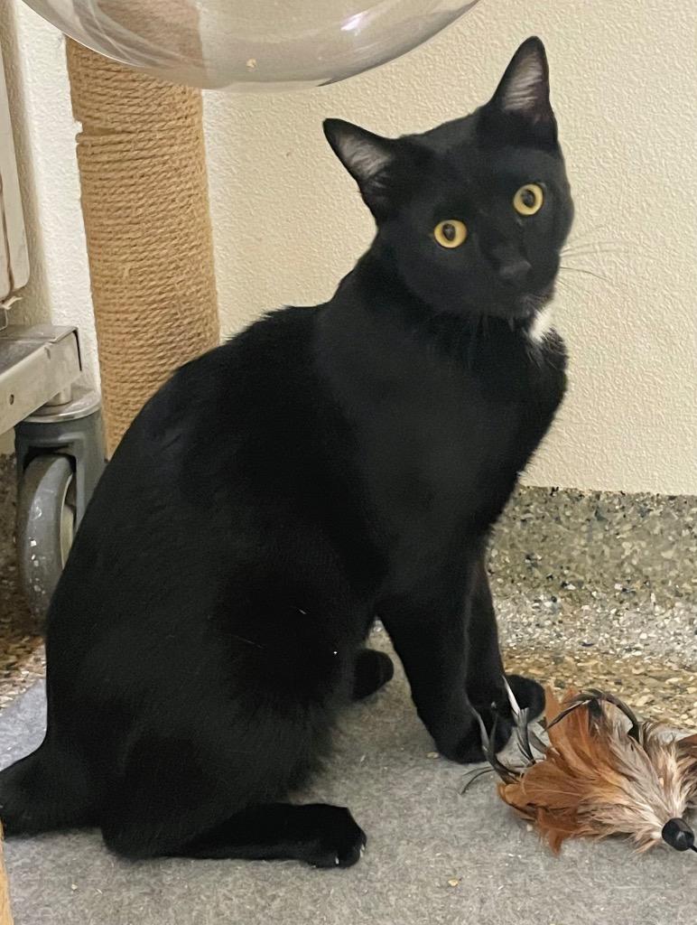 Enlarge Flash, a Adoptable mixed breed in Eastsound, WA image 4/4