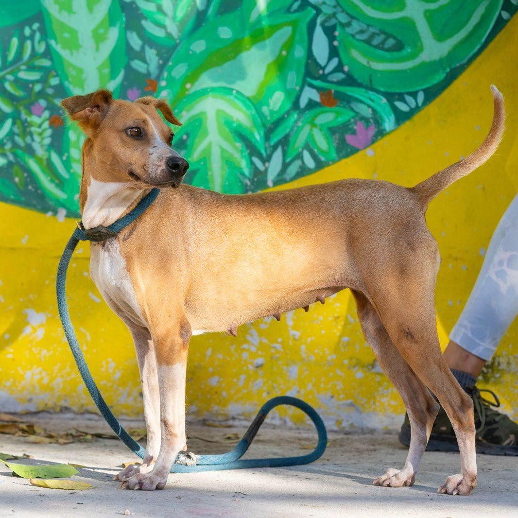 Kinich, a ADOPTABLE mixed breed in New York, NY image 2/6
