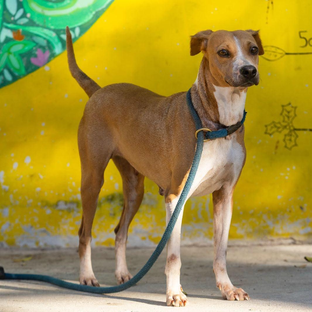 Kinich, a ADOPTABLE mixed breed in New York, NY image 4/6