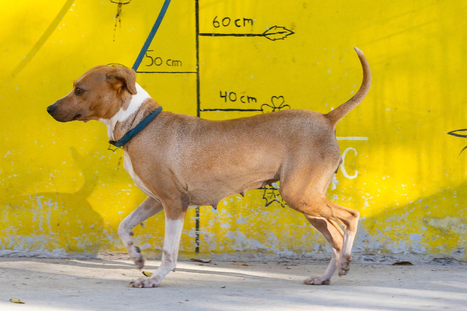 Kinich, a ADOPTABLE mixed breed in New York, NY image 6/6