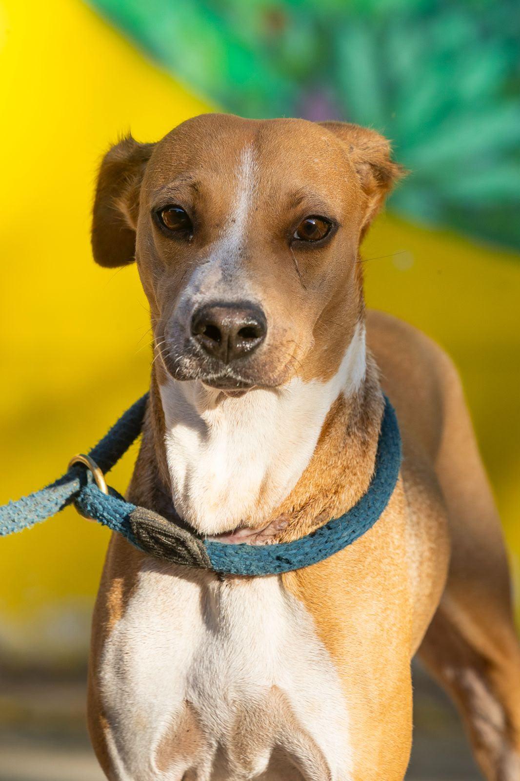Kinich, ADOPTABLE, Adult Female Beagle & Whippet.
