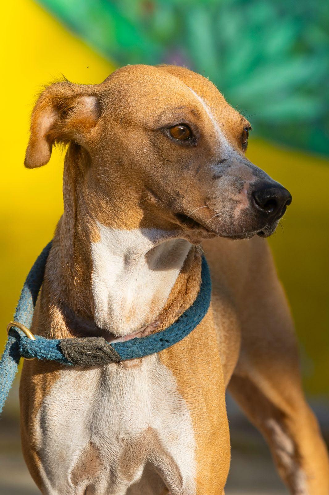 Kinich, a ADOPTABLE mixed breed in New York, NY image 5/6