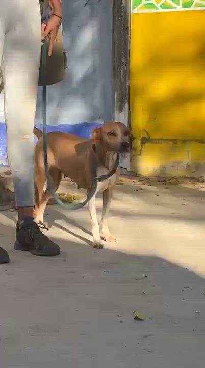 Enlarge Kinich, a ADOPTABLE mixed breed in New York, NY video 3/6
