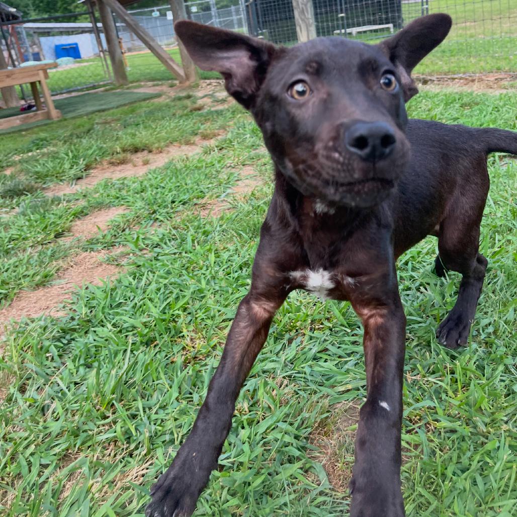 White Lightnin, Adoptable, Young Male Black Labrador Retriever & Mixed Breed.