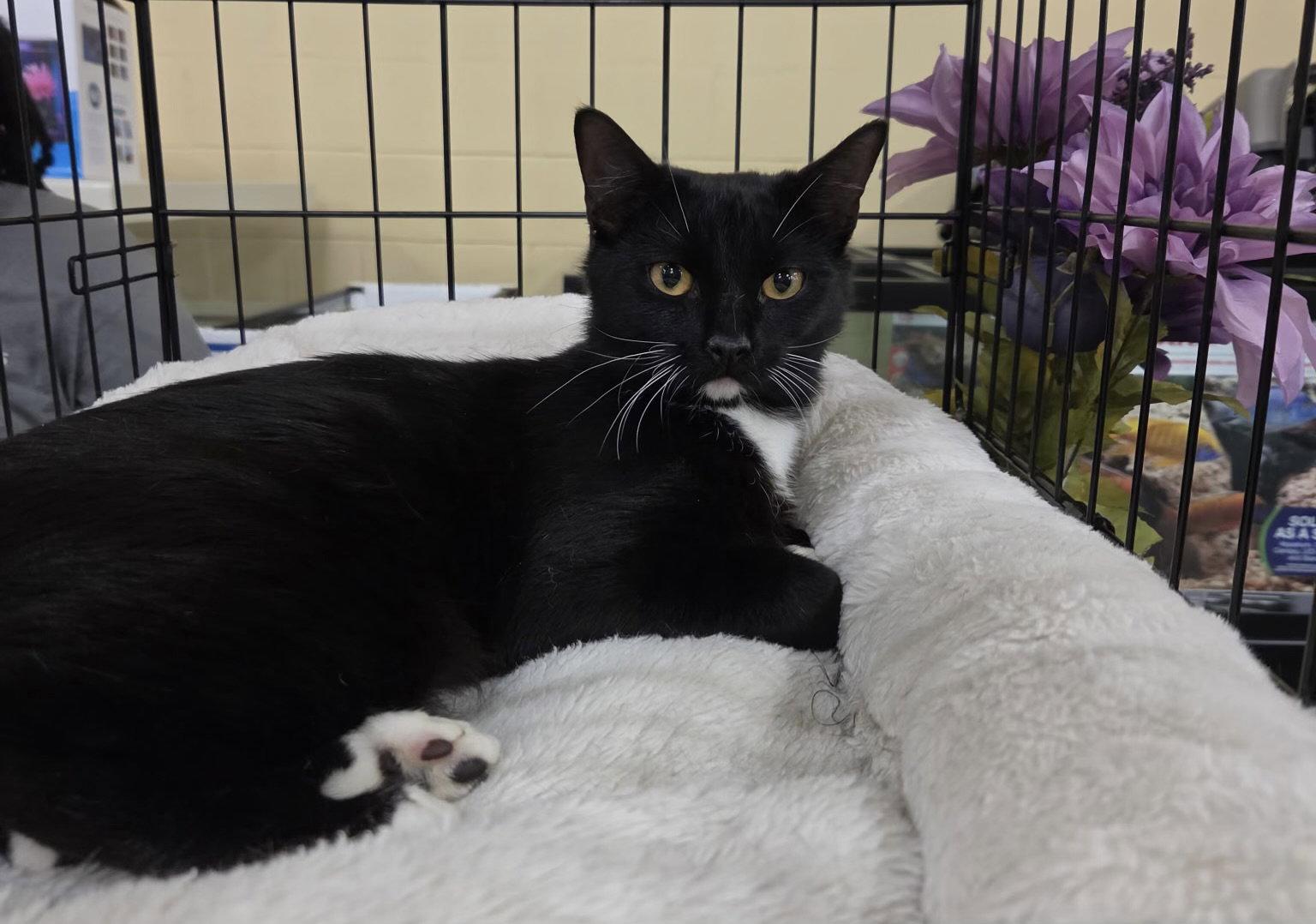 Enterprise, Adopted, Adult Female Domestic Short Hair.