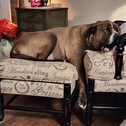 Enlarge Huxley, a ADOPTABLE mixed breed in Yukon, OK image 4/5