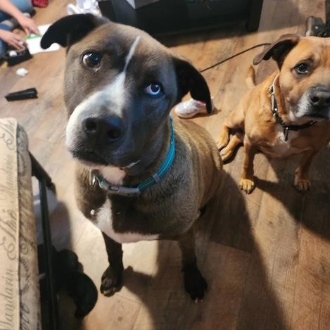 Huxley, ADOPTABLE, Adult Male Great Dane & Catahoula Leopard Dog.