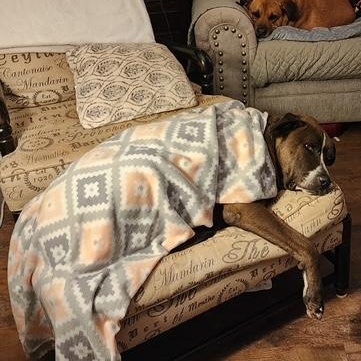 Enlarge Huxley, a ADOPTABLE mixed breed in Yukon, OK image 3/5