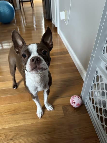 Enlarge Bailey, an adopted Boston Terrier in Queensbury, NY image 4/4