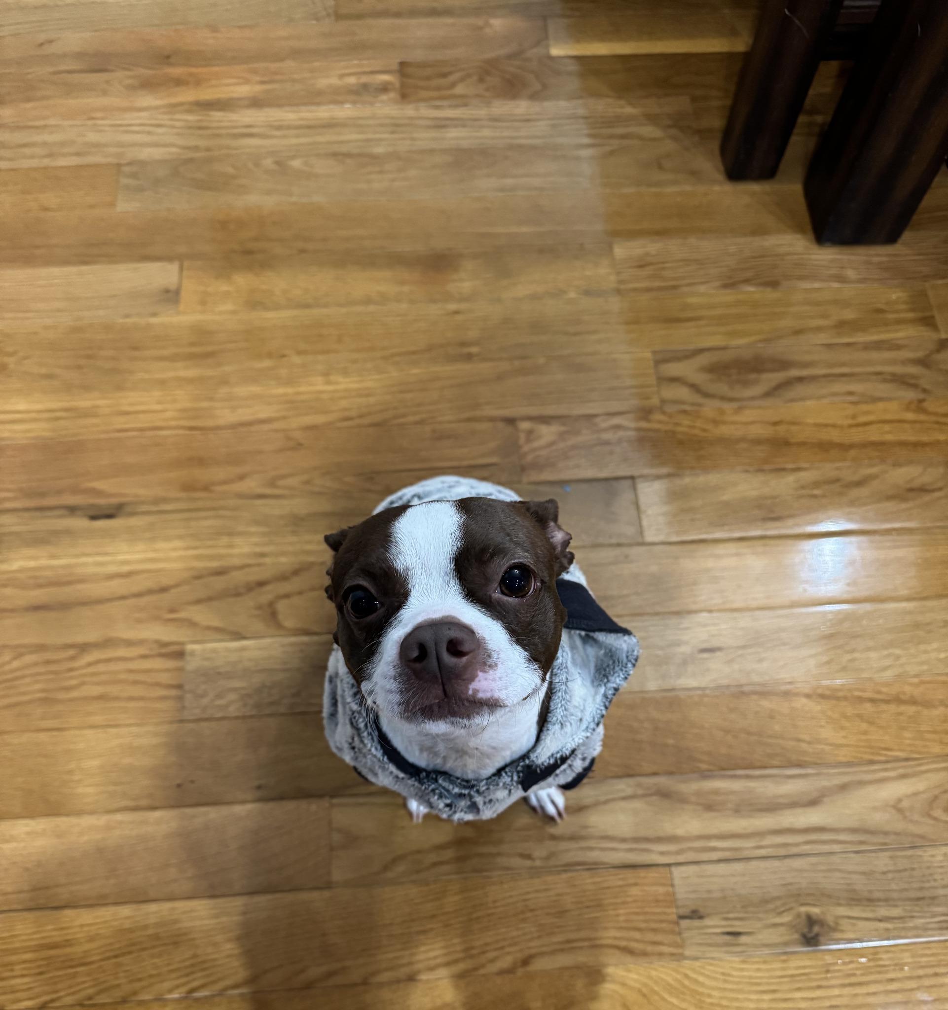Bailey, adopted, Adult Female Boston Terrier.