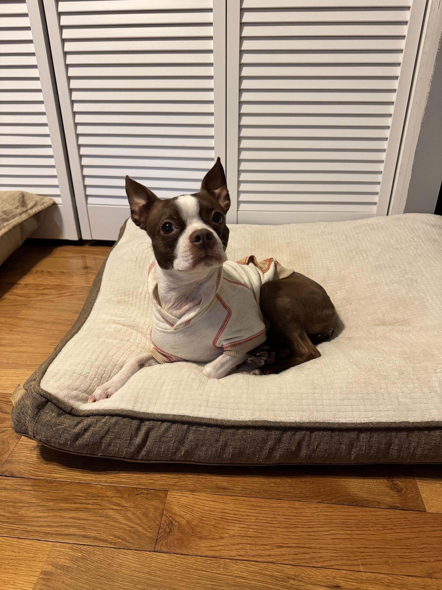 Enlarge Bailey, an adopted Boston Terrier in Queensbury, NY image 3/4