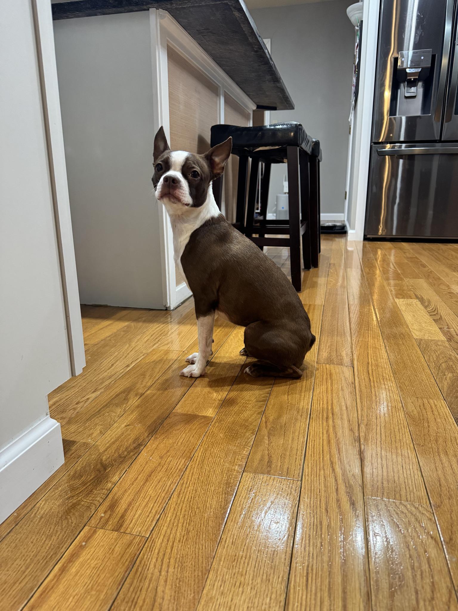 Enlarge Bailey, an adopted Boston Terrier in Queensbury, NY image 2/4