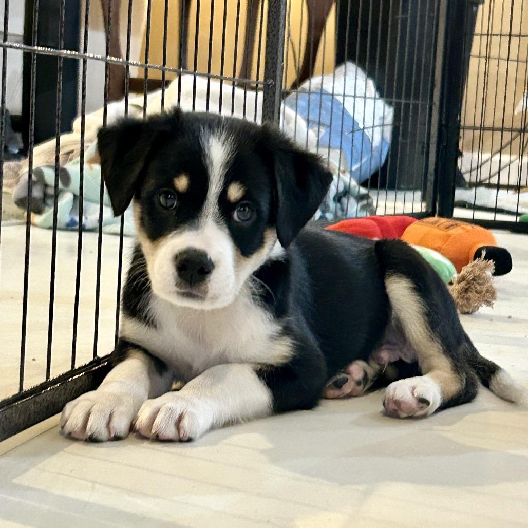 Enlarge CONWAY, a Adoptable Bernese Mountain Dog in La Grange, KY image 2/5