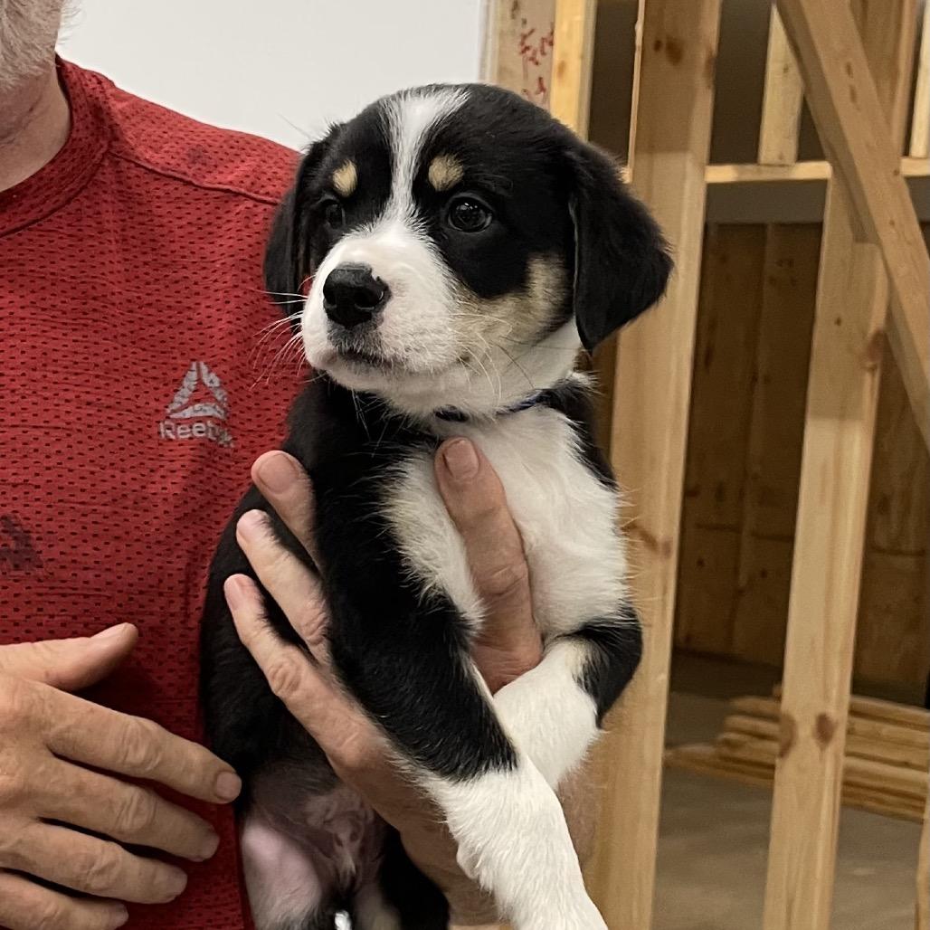 Enlarge CONWAY, a Adoptable Bernese Mountain Dog in La Grange, KY image 3/5