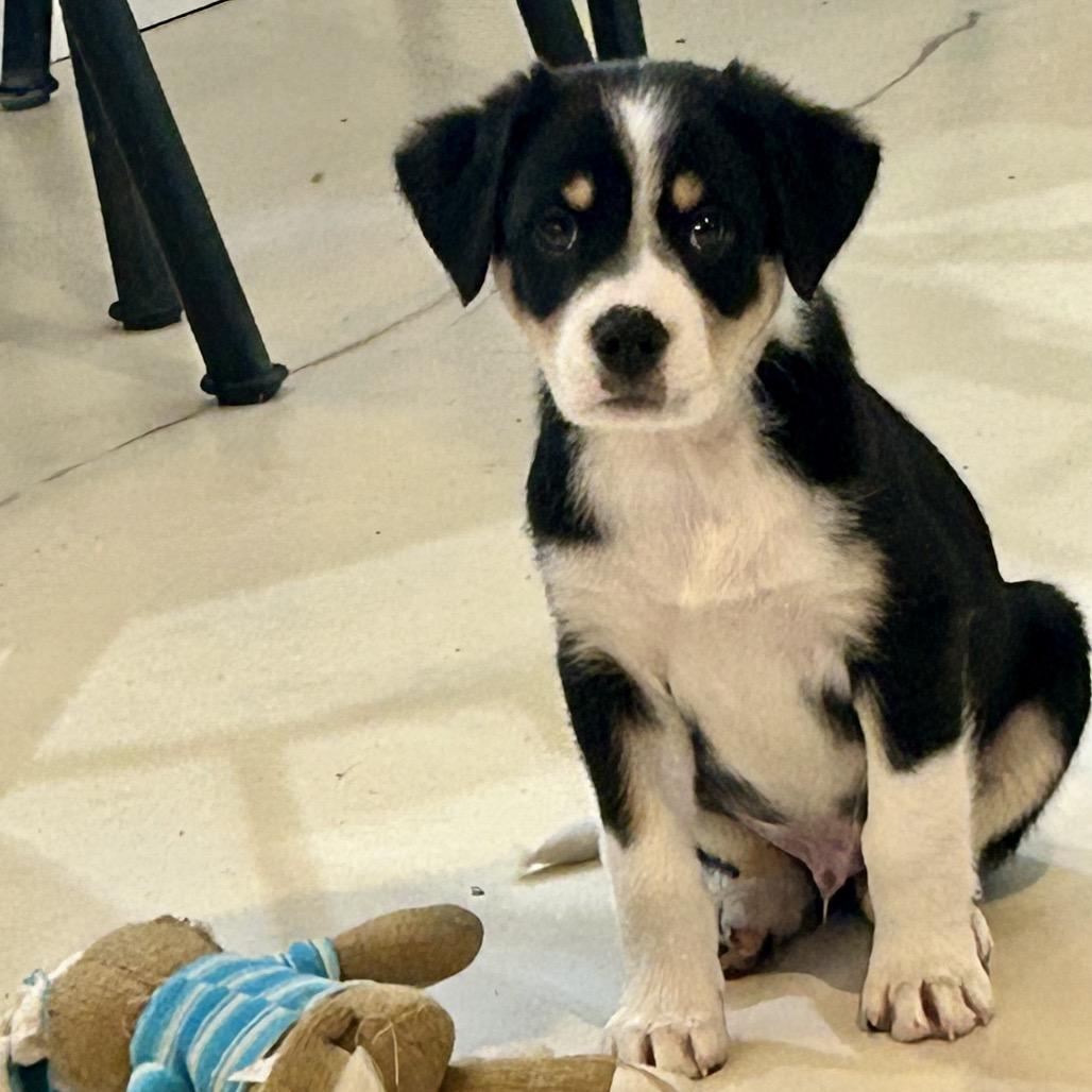 Enlarge CONWAY, a Adoptable Bernese Mountain Dog in La Grange, KY image 5/5