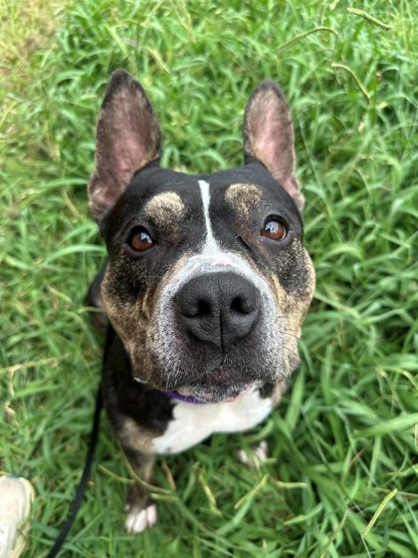 Doris the Lunch Lady, a Adoptable mixed breed in Richmond, VA image 1/2