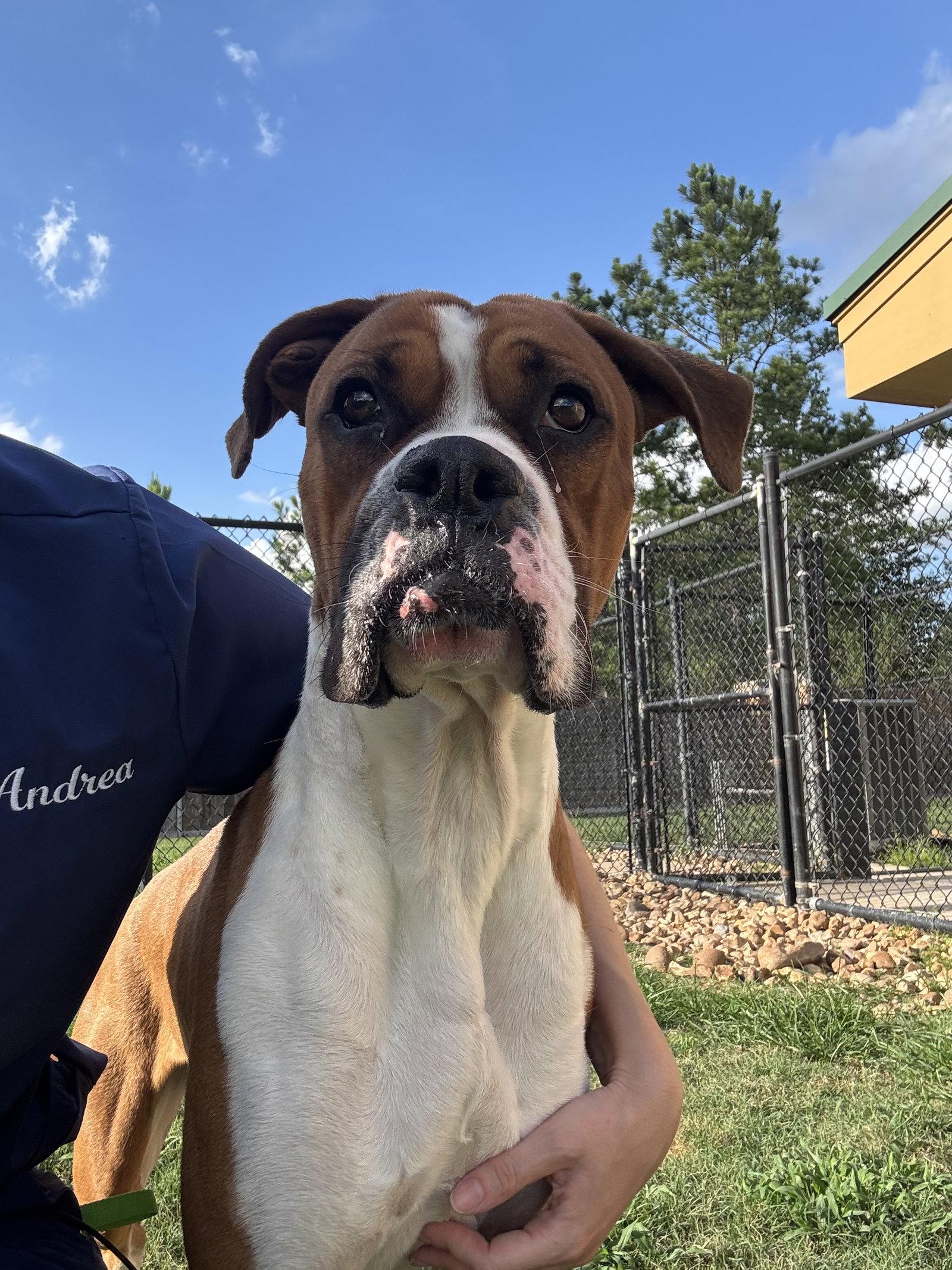MAVRIX, Adoptable, Young Male Boxer.