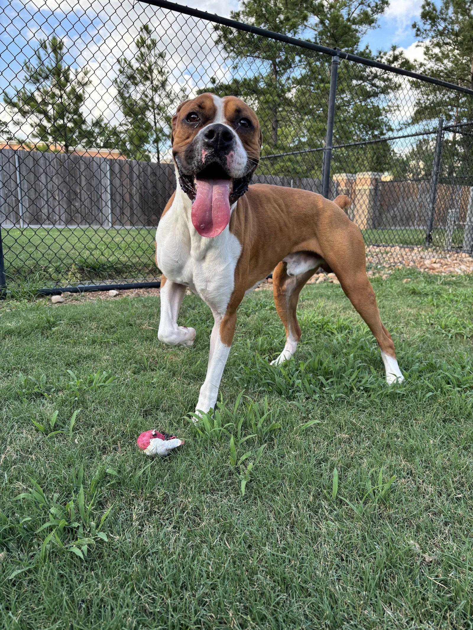 MAVRIX, a Adoptable Boxer in Katy, TX image 2/3