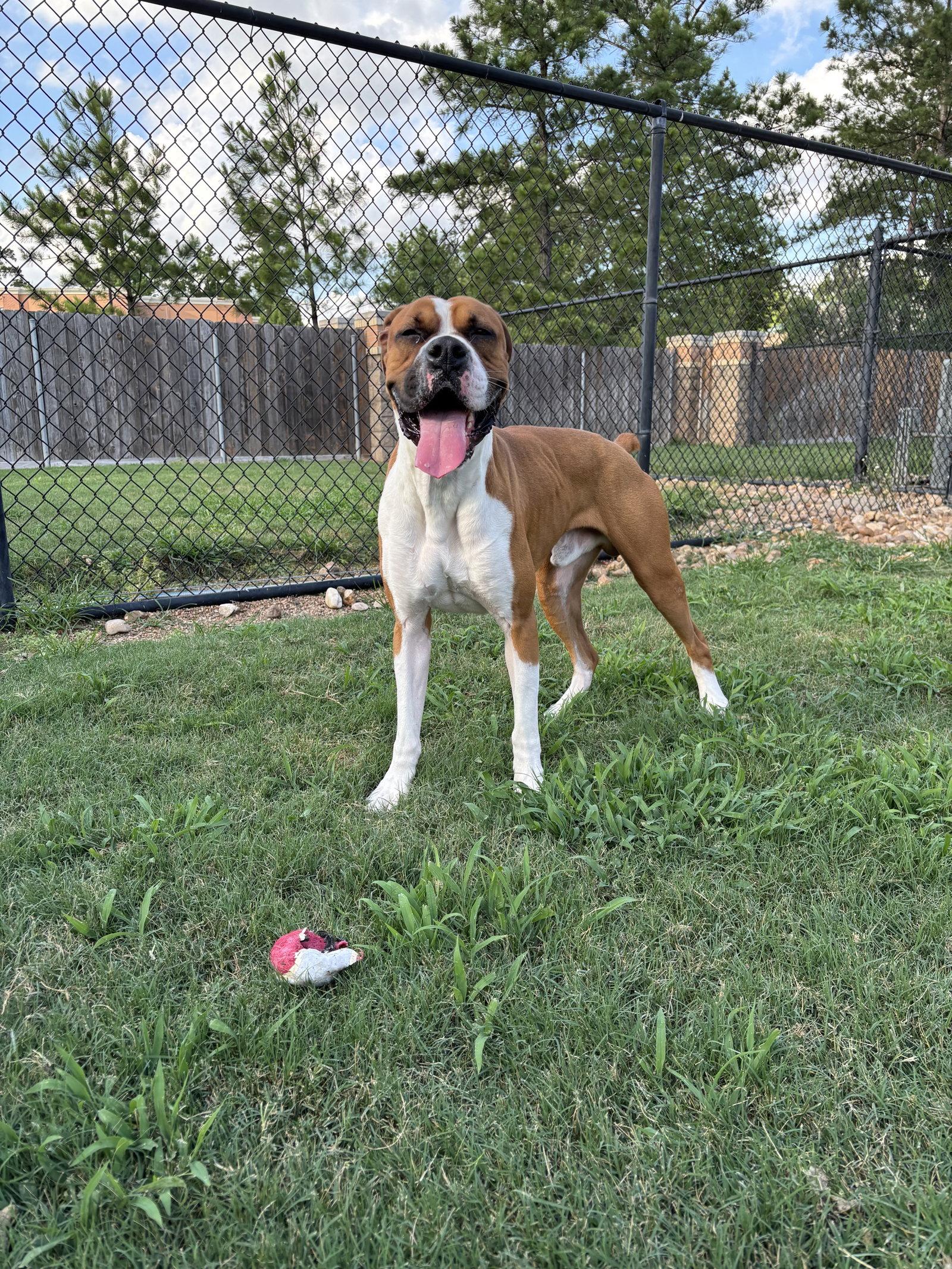 MAVRIX, a Adoptable Boxer in Katy, TX image 3/3