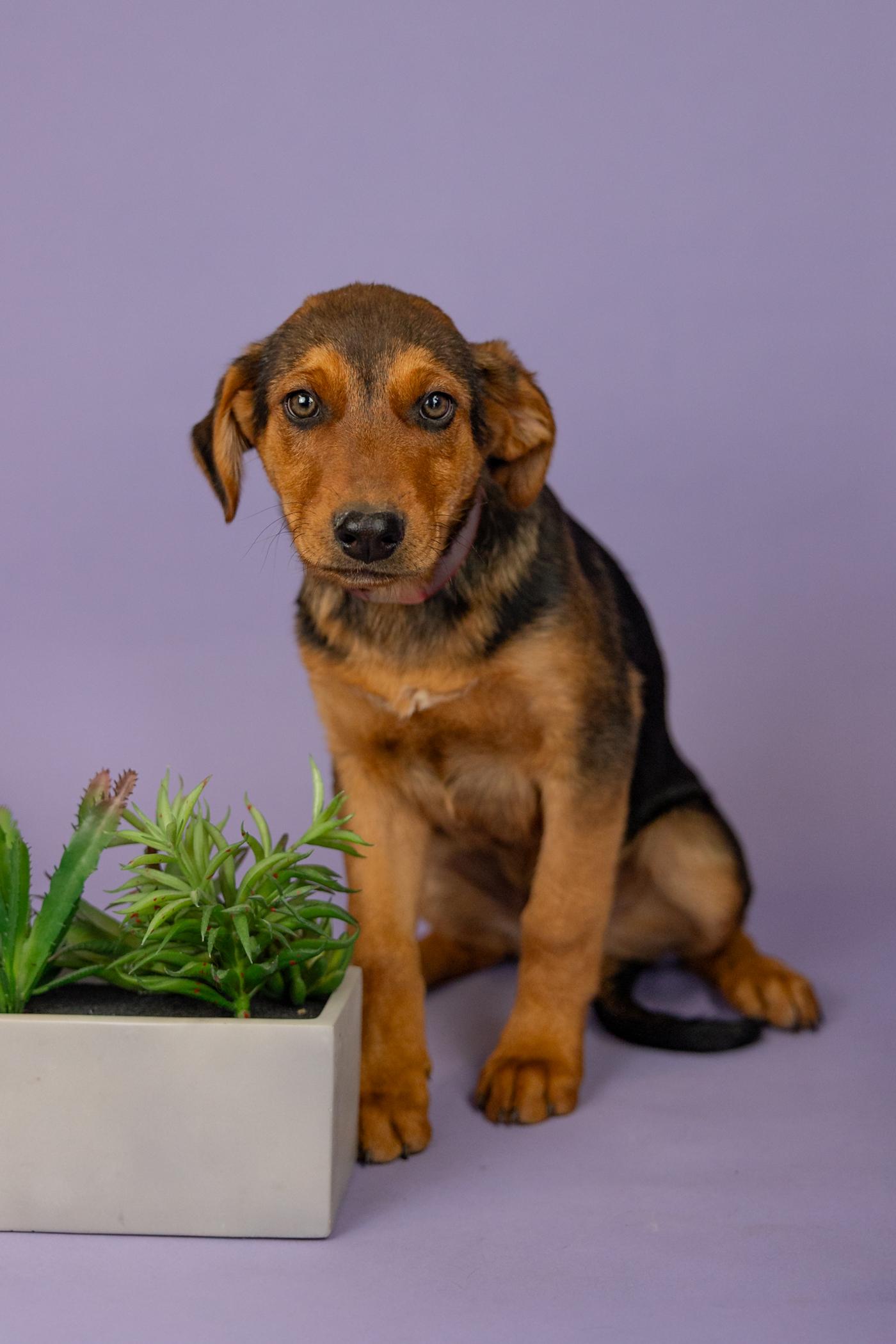 379-26, ADOPTABLE, Puppy Male Shepherd.