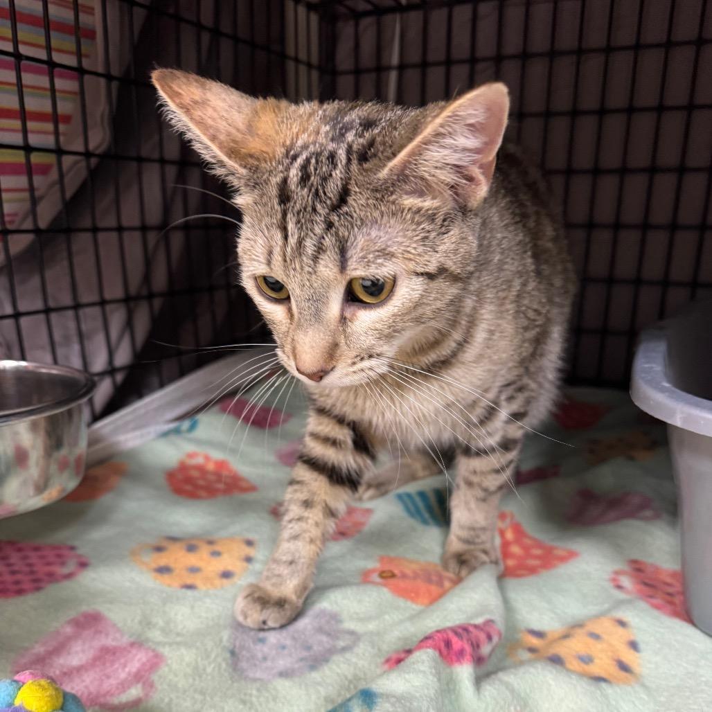 Georgia, Adoptable, Young Female Domestic Short Hair.