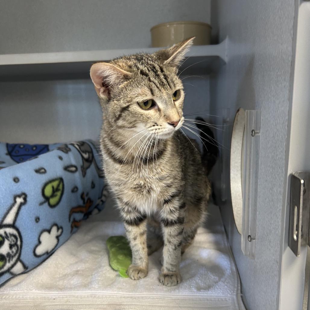 Georgia, a Adoptable Domestic Short Hair in Milford, IA image 2/4