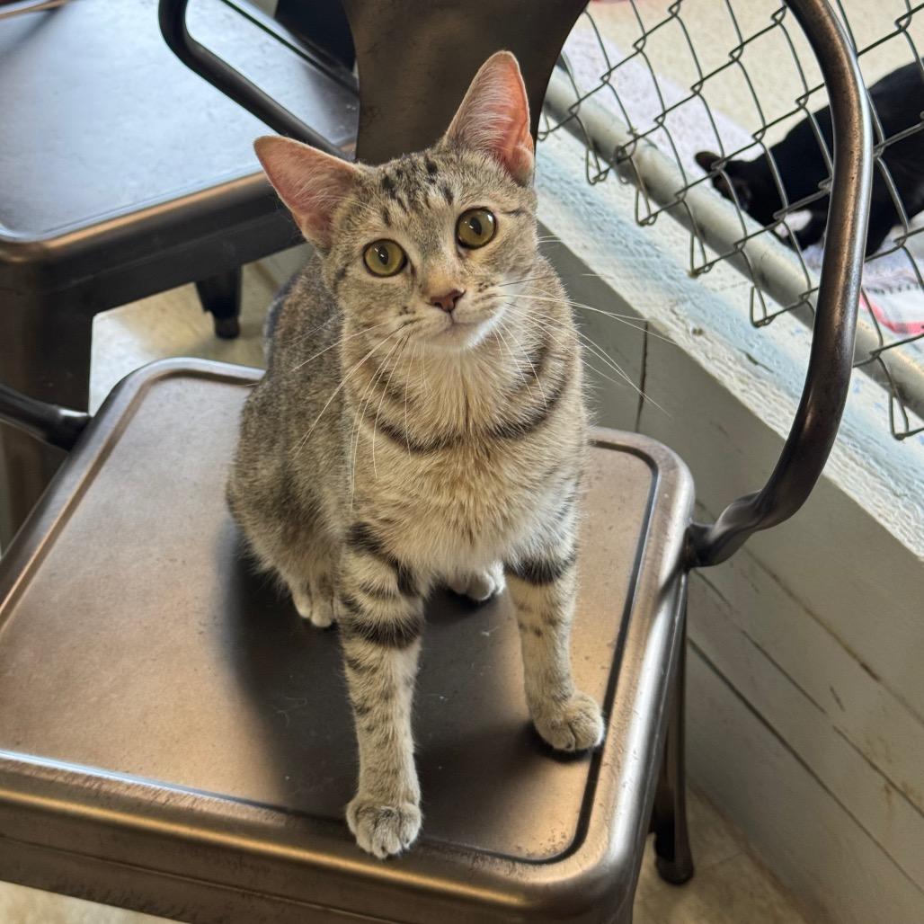 Georgia, a Adoptable Domestic Short Hair in Milford, IA image 3/6